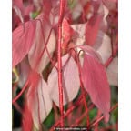 CORNUS alba 'Baton Rouge' CORNUS alba 'Baton Rouge'