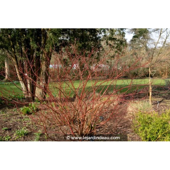 CORNUS alba 'Gouchaultii'