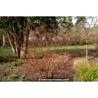 CORNUS alba 'Gouchaultii' CORNUS alba 'Gouchaultii'