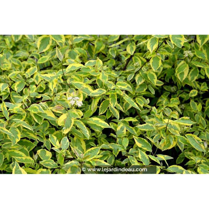 CORNUS alba 'Gouchaultii' CORNUS alba 'Gouchaultii'