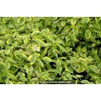 CORNUS alba 'Gouchaultii' CORNUS alba 'Gouchaultii'