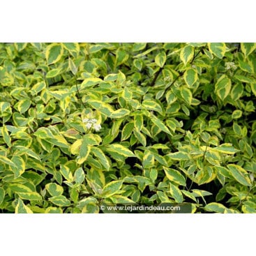 CORNUS alba \'Gouchaultii\' - cornouiller blanc panaché