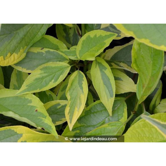 CORNUS alba 'Gouchaultii'