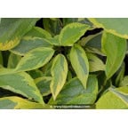 CORNUS alba 'Gouchaultii' CORNUS alba 'Gouchaultii'