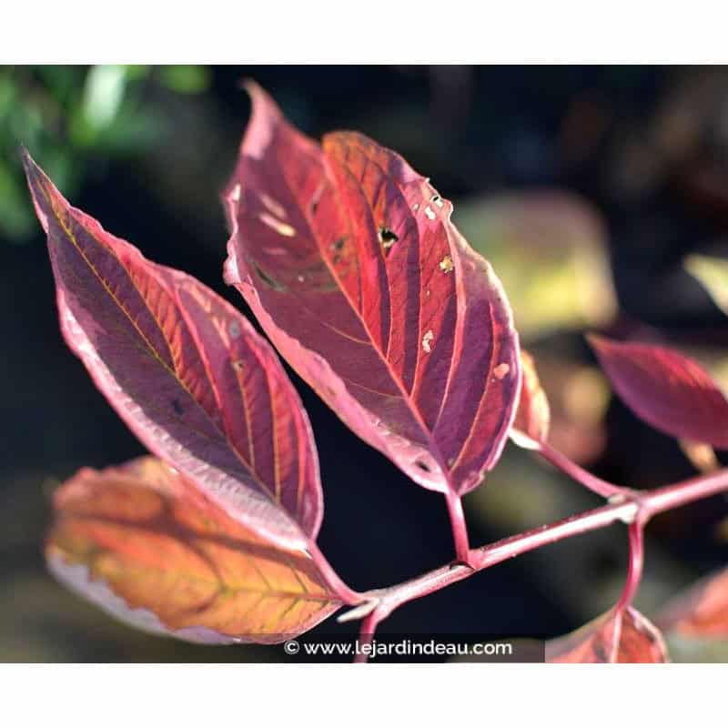 CORNUS alba 'Gouchaultii' CORNUS alba 'Gouchaultii'