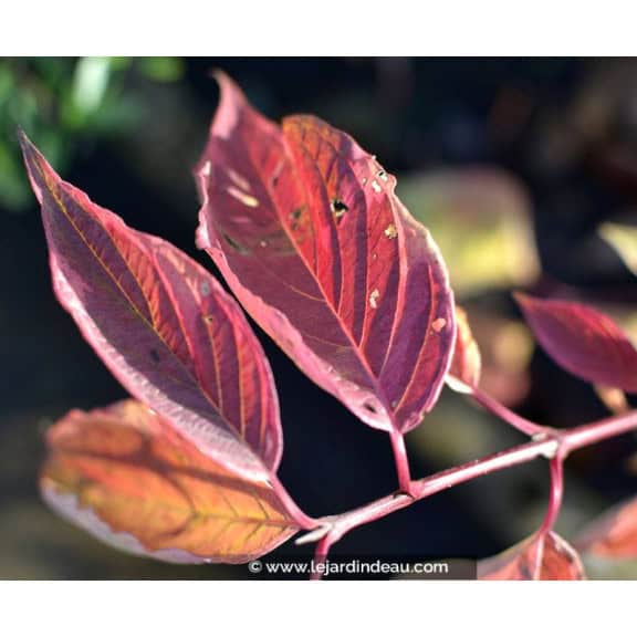 CORNUS alba 'Gouchaultii'