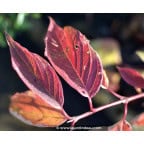 CORNUS alba 'Gouchaultii' CORNUS alba 'Gouchaultii'