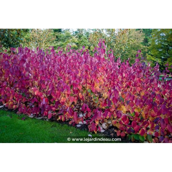 CORNUS alba 'Sibirica'