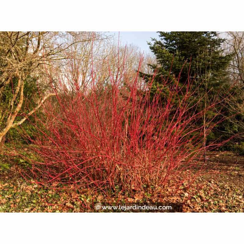 CORNUS alba 'Sibirica' CORNUS alba 'Sibirica'