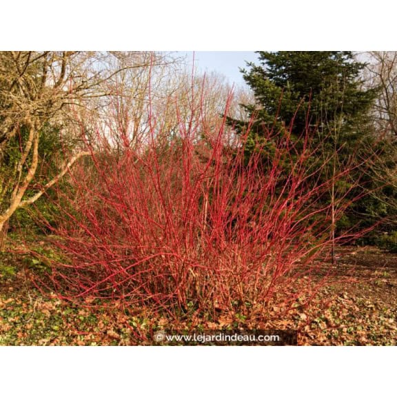 CORNUS alba 'Sibirica'