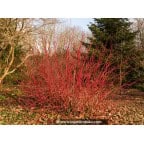 CORNUS alba 'Sibirica' CORNUS alba 'Sibirica'