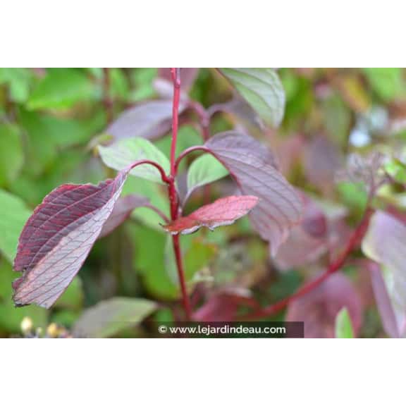 CORNUS alba 'Sibirica'