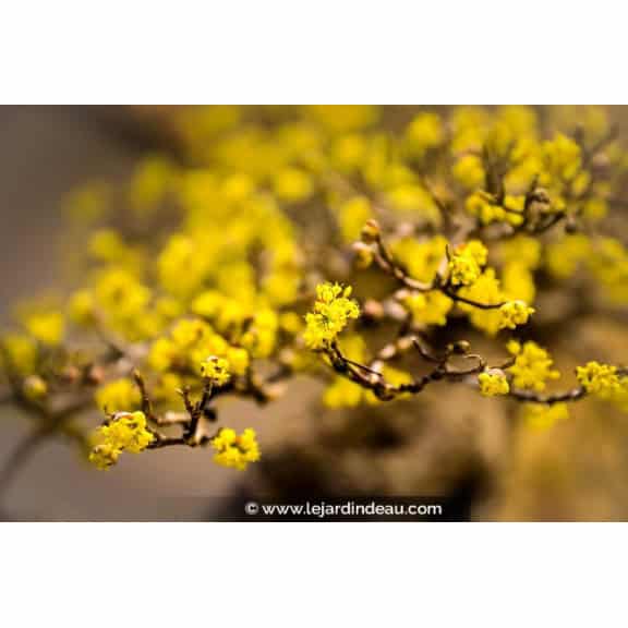 CORNUS mas
