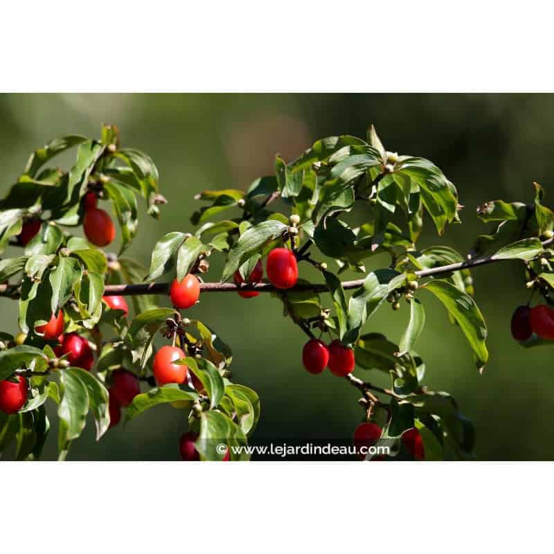 CORNUS mas CORNUS mas