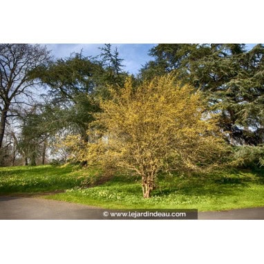 CORNUS mas - cornouiller blanc à bois rouge