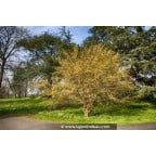 CORNUS mas CORNUS mas