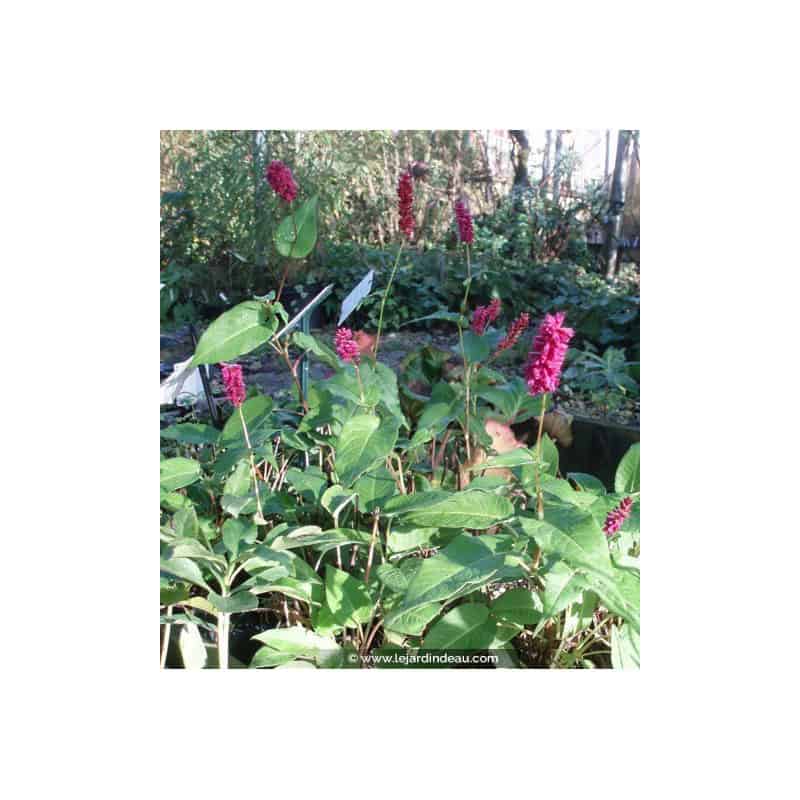 PERSICARIA amplexicaulis 'Inverleith' PERSICARIA amplexicaulis 'Inverleith'