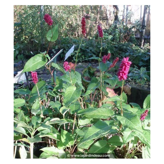 PERSICARIA amplexicaulis 'Inverleith'