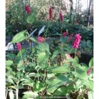 PERSICARIA amplexicaulis 'Inverleith' PERSICARIA amplexicaulis 'Inverleith'