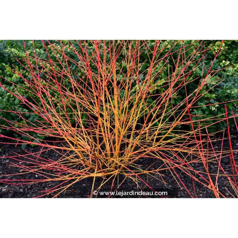 CORNUS sanguinea 'Magic Flame'