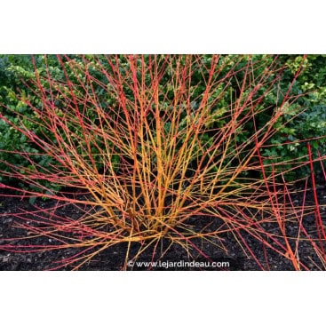 CORNUS sanguinea \'Magic Flame\' - cornouiller sanguin