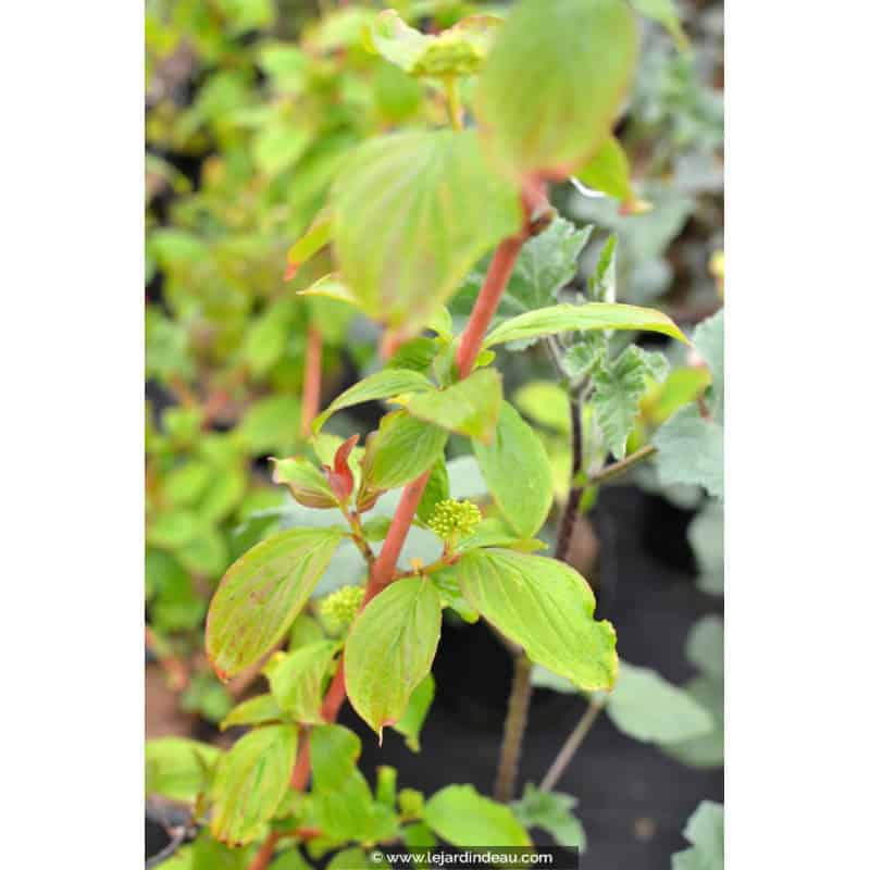 CORNUS sanguinea 'Magic Flame'
