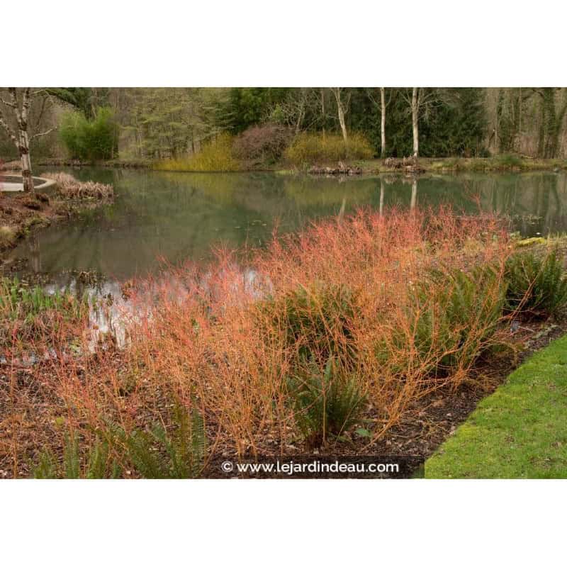 CORNUS sanguinea 'Midwinter Fire' CORNUS sanguinea 'Midwinter Fire'