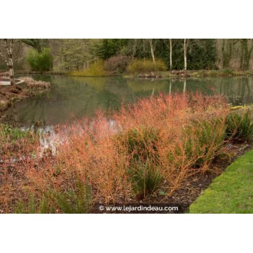 CORNUS sanguinea \'Midwinter Fire\' - cornouiller sanguin