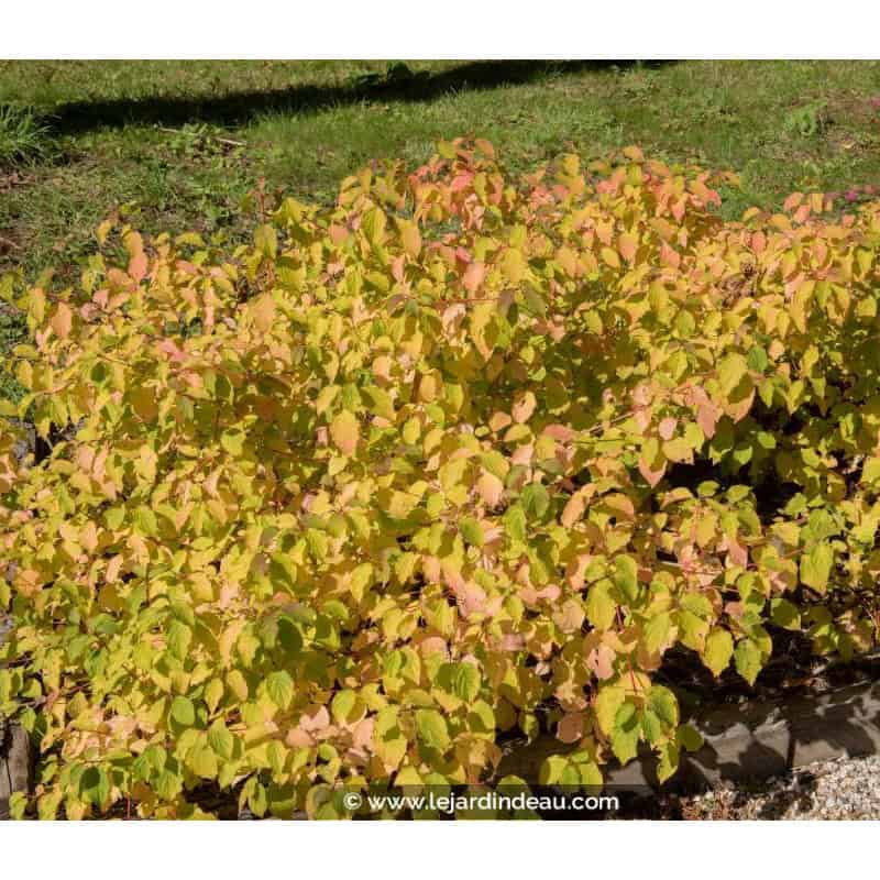 CORNUS sanguinea 'Midwinter Fire' CORNUS sanguinea 'Midwinter Fire'