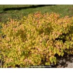 CORNUS sanguinea 'Midwinter Fire' CORNUS sanguinea 'Midwinter Fire'