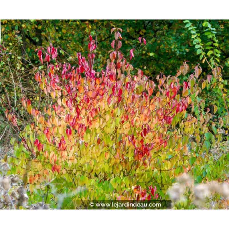 CORNUS sanguinea CORNUS sanguinea