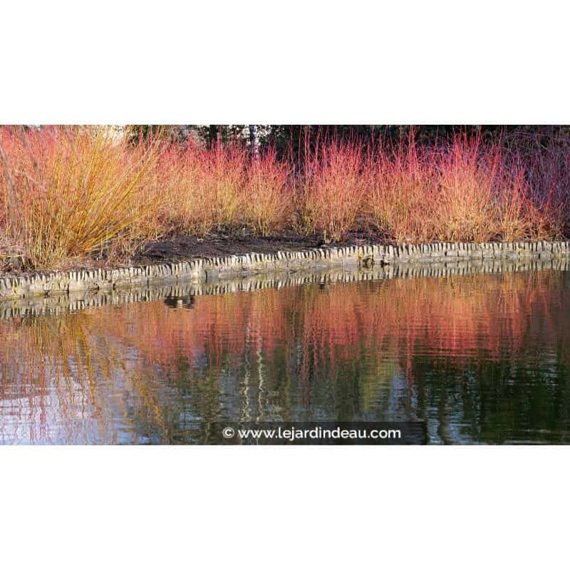 CORNUS sanguinea CORNUS sanguinea