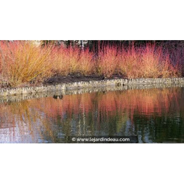 CORNUS sanguinea - cornouiller sanguin