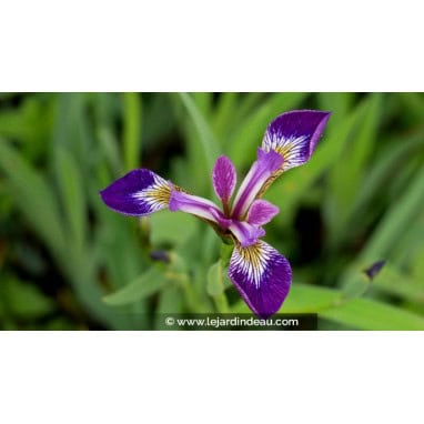 IRIS versicolor \'Kermesina\' - Iris d\'Am&eacute;rique \'Kermesina\'