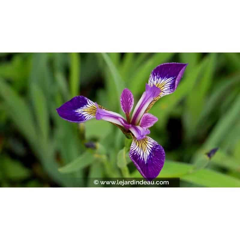 IRIS versicolor 'Kermesina' IRIS versicolor 'Kermesina'