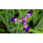 IRIS versicolor 'Kermesina' IRIS versicolor 'Kermesina'