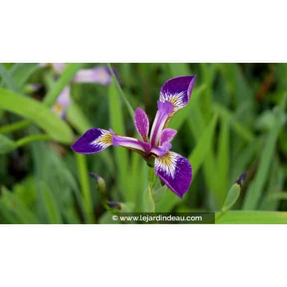 IRIS versicolor 'Kermesina'
