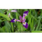 IRIS versicolor 'Kermesina' IRIS versicolor 'Kermesina'