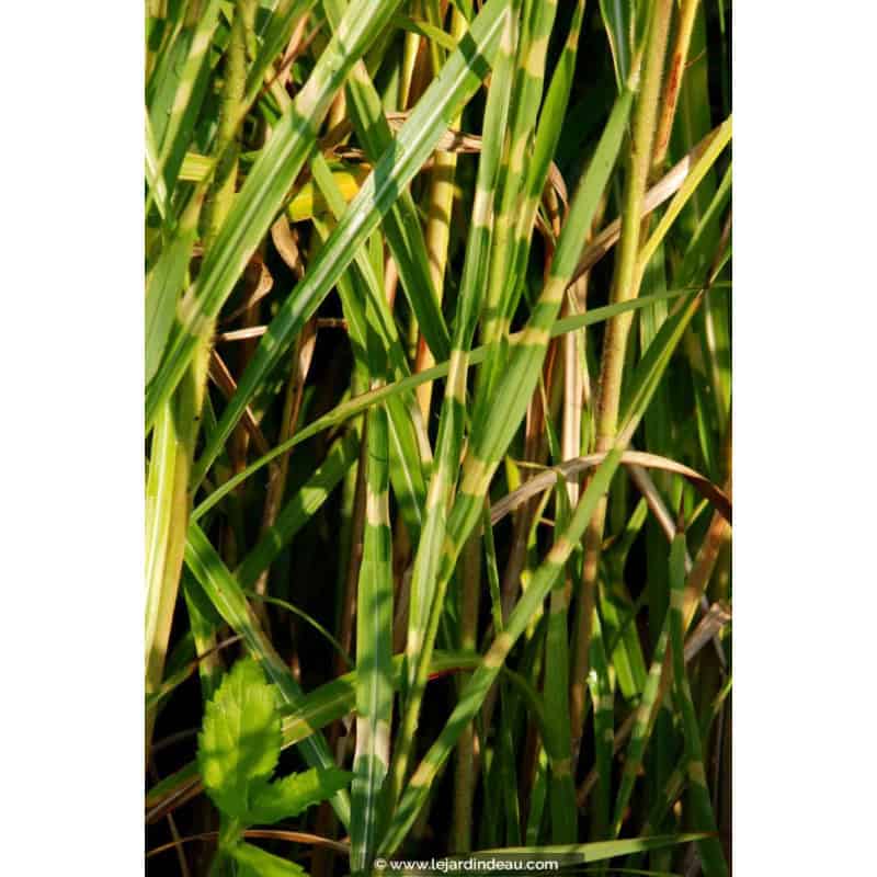 MISCANTHUS sinensis 'Zebrinus' MISCANTHUS sinensis 'Zebrinus'