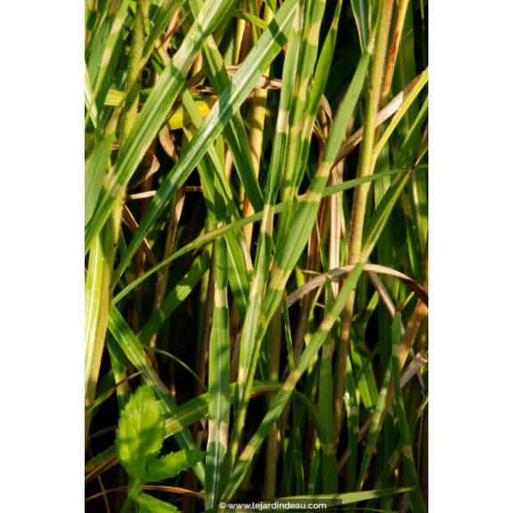 MISCANTHUS sinensis 'Zebrinus'