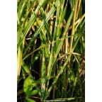 MISCANTHUS sinensis 'Zebrinus' MISCANTHUS sinensis 'Zebrinus'