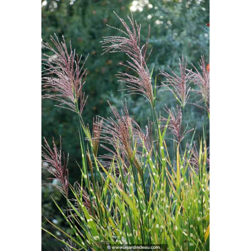 MISCANTHUS sinensis 'Zebrinus' MISCANTHUS sinensis 'Zebrinus'