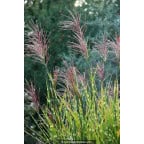 MISCANTHUS sinensis 'Zebrinus' MISCANTHUS sinensis 'Zebrinus'