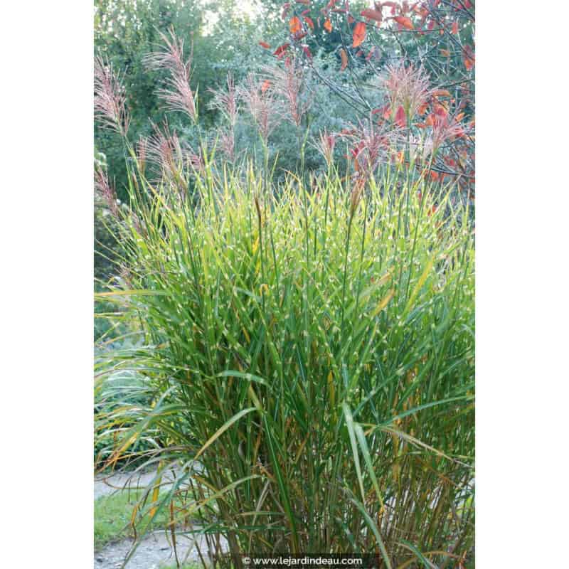 MISCANTHUS sinensis 'Zebrinus' MISCANTHUS sinensis 'Zebrinus'