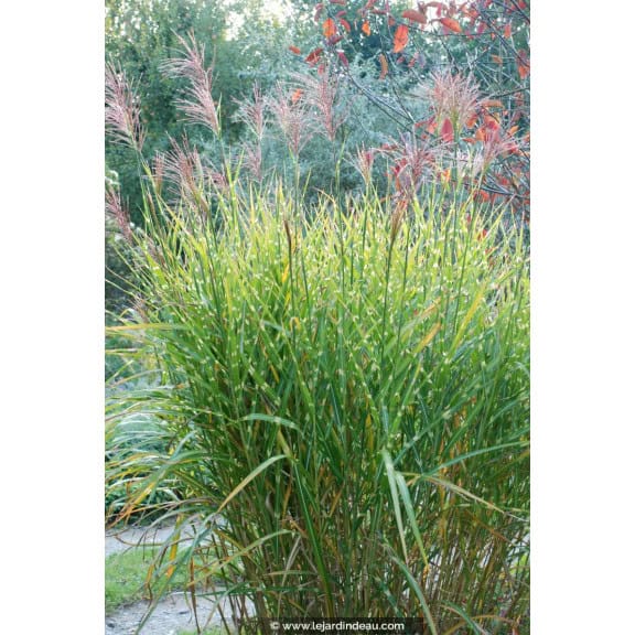 MISCANTHUS sinensis 'Zebrinus'