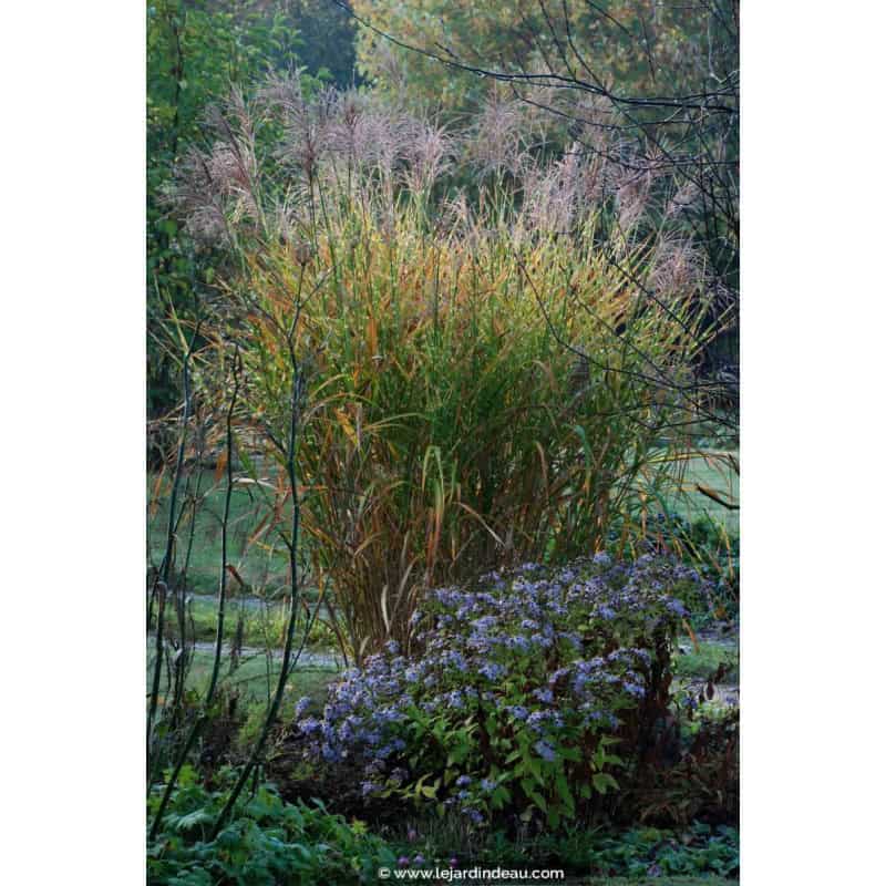 MISCANTHUS sinensis 'Zebrinus' MISCANTHUS sinensis 'Zebrinus'