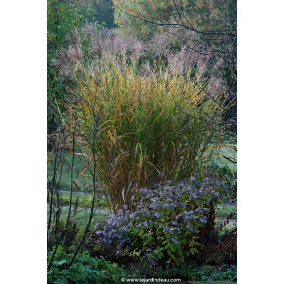 MISCANTHUS sinensis 'Zebrinus'