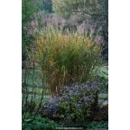 MISCANTHUS sinensis 'Zebrinus' MISCANTHUS sinensis 'Zebrinus'