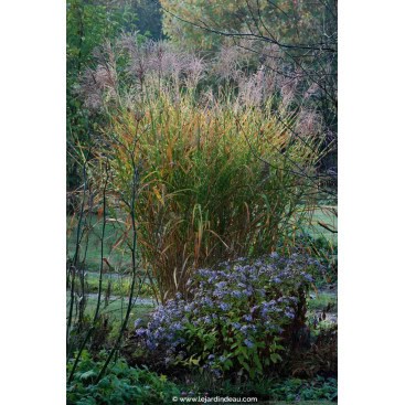 MISCANTHUS sinensis \'Zebrinus\' - Eulalie
