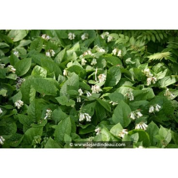 SYMPHYTUM grandiflorum - Consoude à grandes fleurs